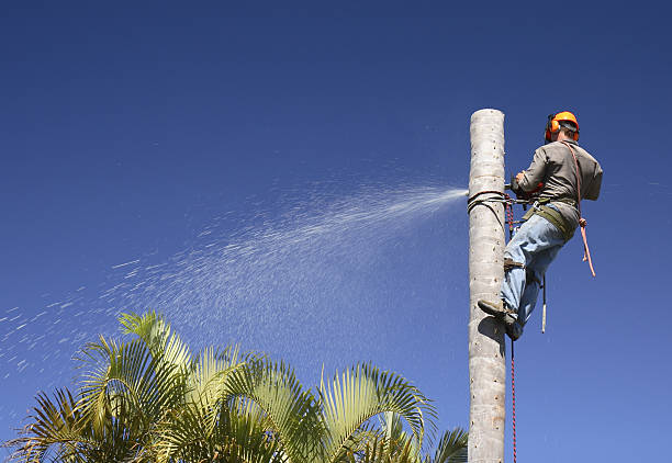 How Our Tree Care Process Works  in  Hillcrest Heights, MD