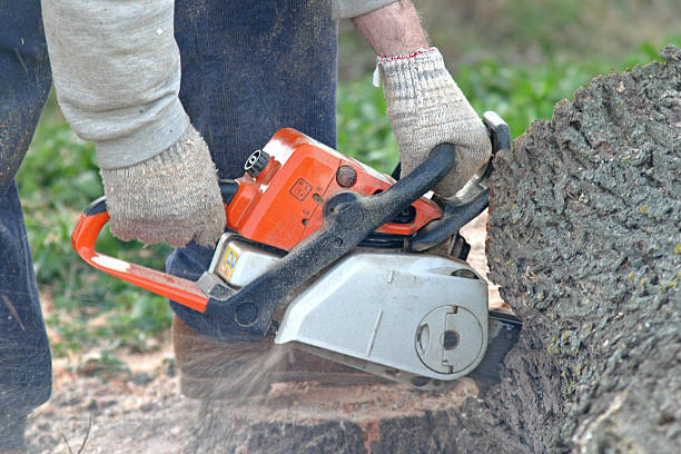 Best Tree Preservation Services  in Hillcrest Heights, MD